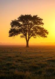 patience: image of a tree